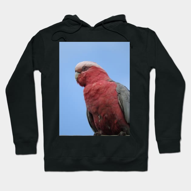 Galah Hoodie by kirstybush